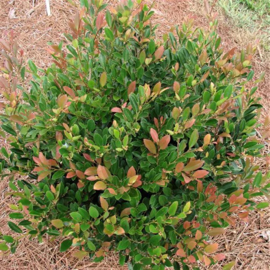 Distylium Coppertone