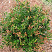 Distylium Coppertone