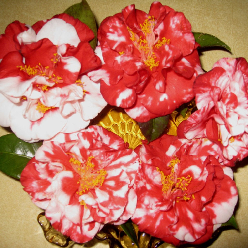 Dixie Knight Supreme Camellia