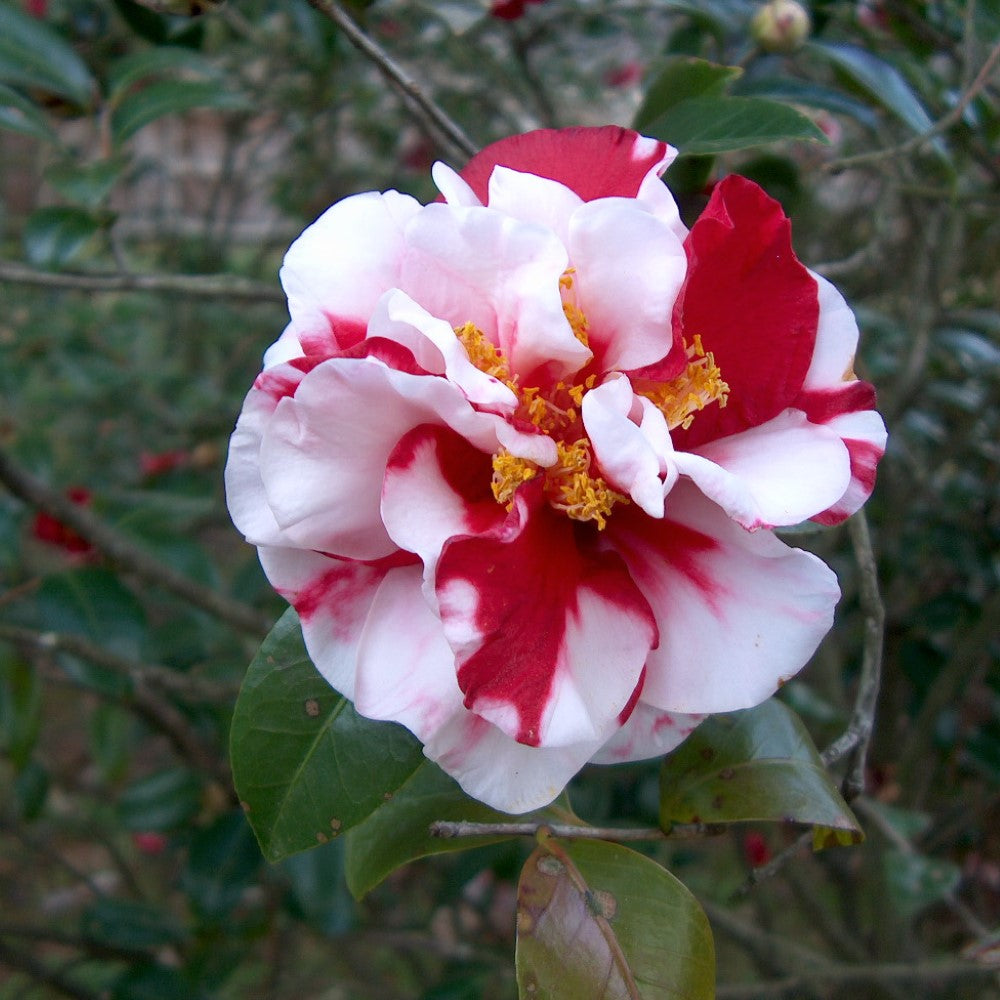 Dixie Knight Supreme Camellia