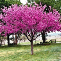 Eastern Redbud Tree foliage and growth habit shown in detail