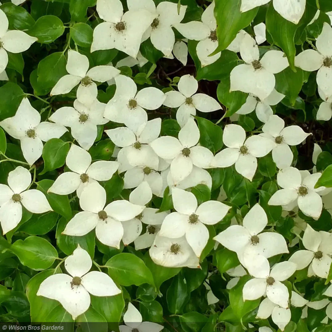 Greensleeves Kousa Dogwood Tree