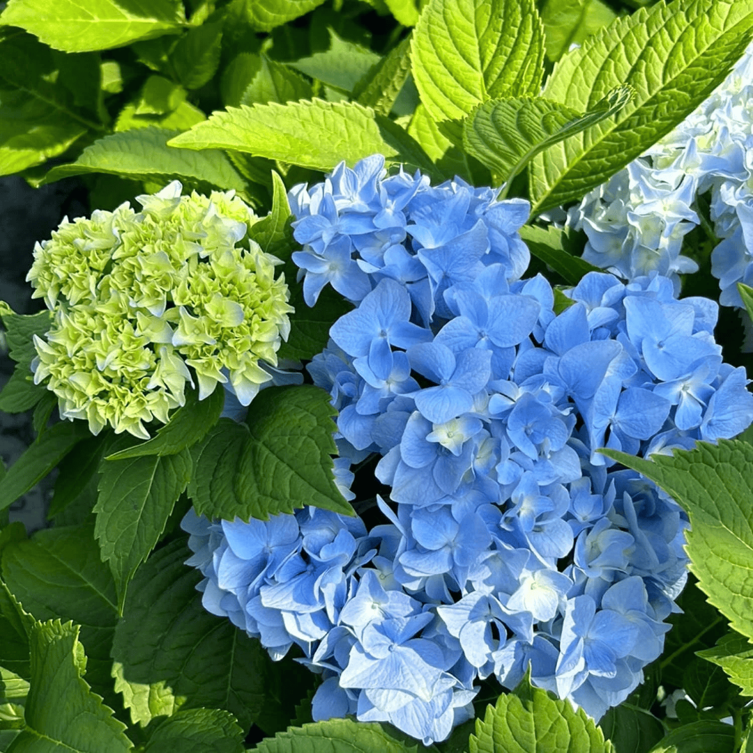 Dooley Hydrangea Macrophylla