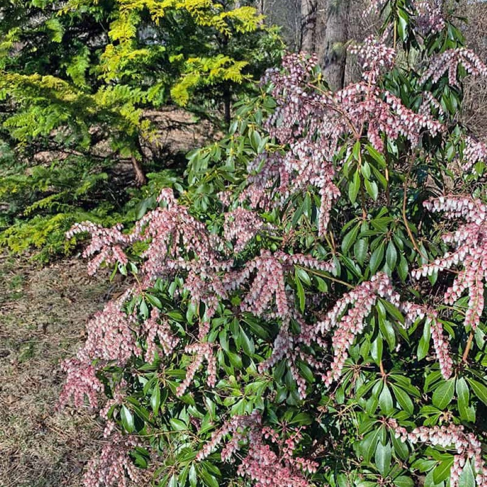 Pieris japonica &