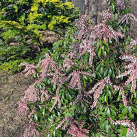Japanese Andromeda Dorothy Wycoff flowering ornamental shrub