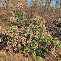 Pieris japonica Dorothy Wycoff compact evergreen garden plant