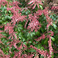 Pieris japonica Dorothy Wycoff evergreen shrub with red flower buds