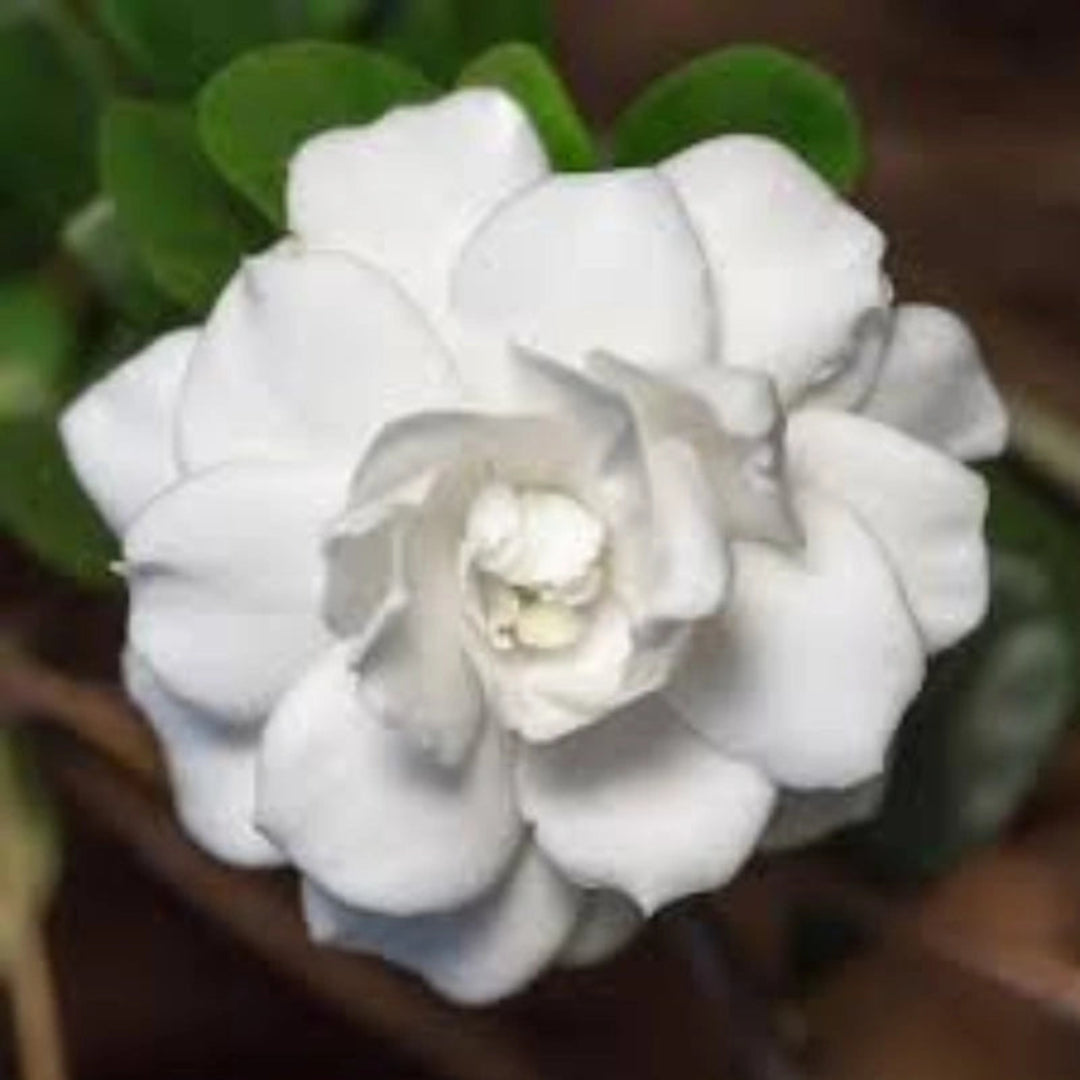 Double Mint Gardenia close-up showing a fully opened double white flower.