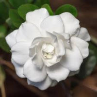 Double Mint Gardenia close-up showing a fully opened double white flower.