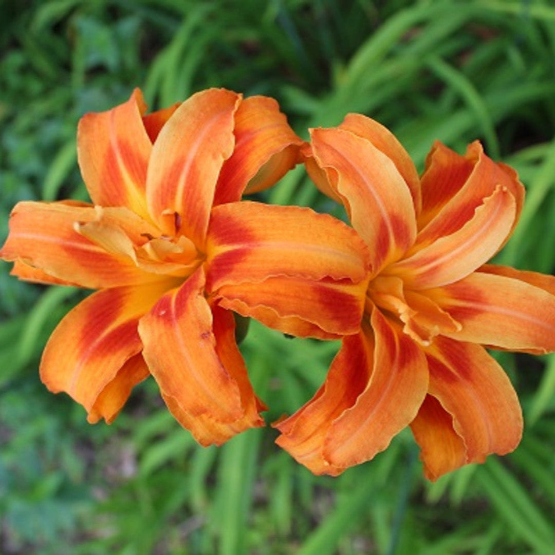 Hemerocallis Fulva Kwanso Double Orange Daylily