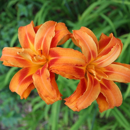 Hemerocallis Fulva Kwanso Double Orange Daylily
