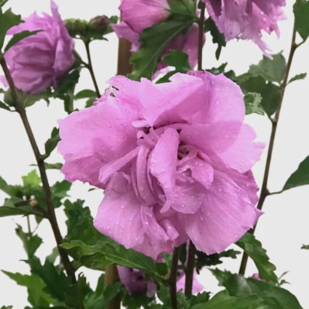 Purple Althea Tree in 3-gallon pot