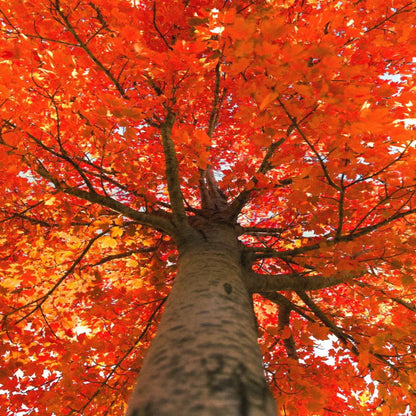 October Celebration Maple