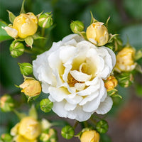 Soft white blossoms cover spreading Popcorn Drift Rose shrub