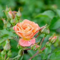 Outdoor border planted with vibrant Peach Drift Rose