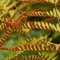 Dryopteris erythrosora sori close-up