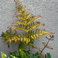 Autumn Fern Dryopteris erythrosora foliage