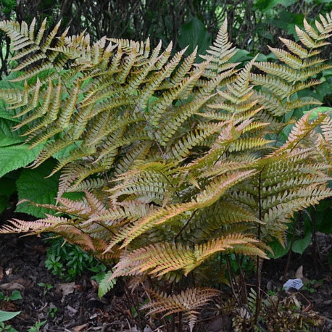 Autumn Fern Dryopteris erythrosora Multipack - [EG]