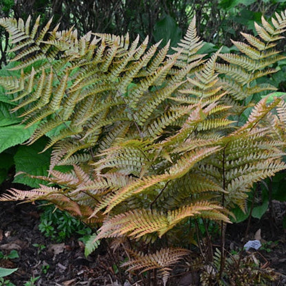 Autumn Fern Dryopteris erythrosora Multipack - [EG]