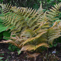 Autumn Fern Dryopteris erythrosora new growth