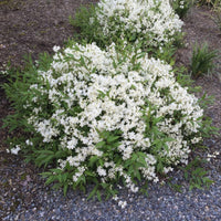 Deutzia gracilis compact flowering shrub with dense white blooms