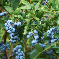 Duke Blueberry Bush with ripe blueberries growing on branches