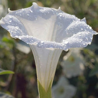 White Angel’s Trumpet Plant