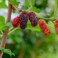 Potted Dwarf Everbearing Mulberry Tree shown in a nursery container