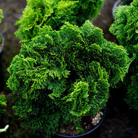 Hinoki Cypress