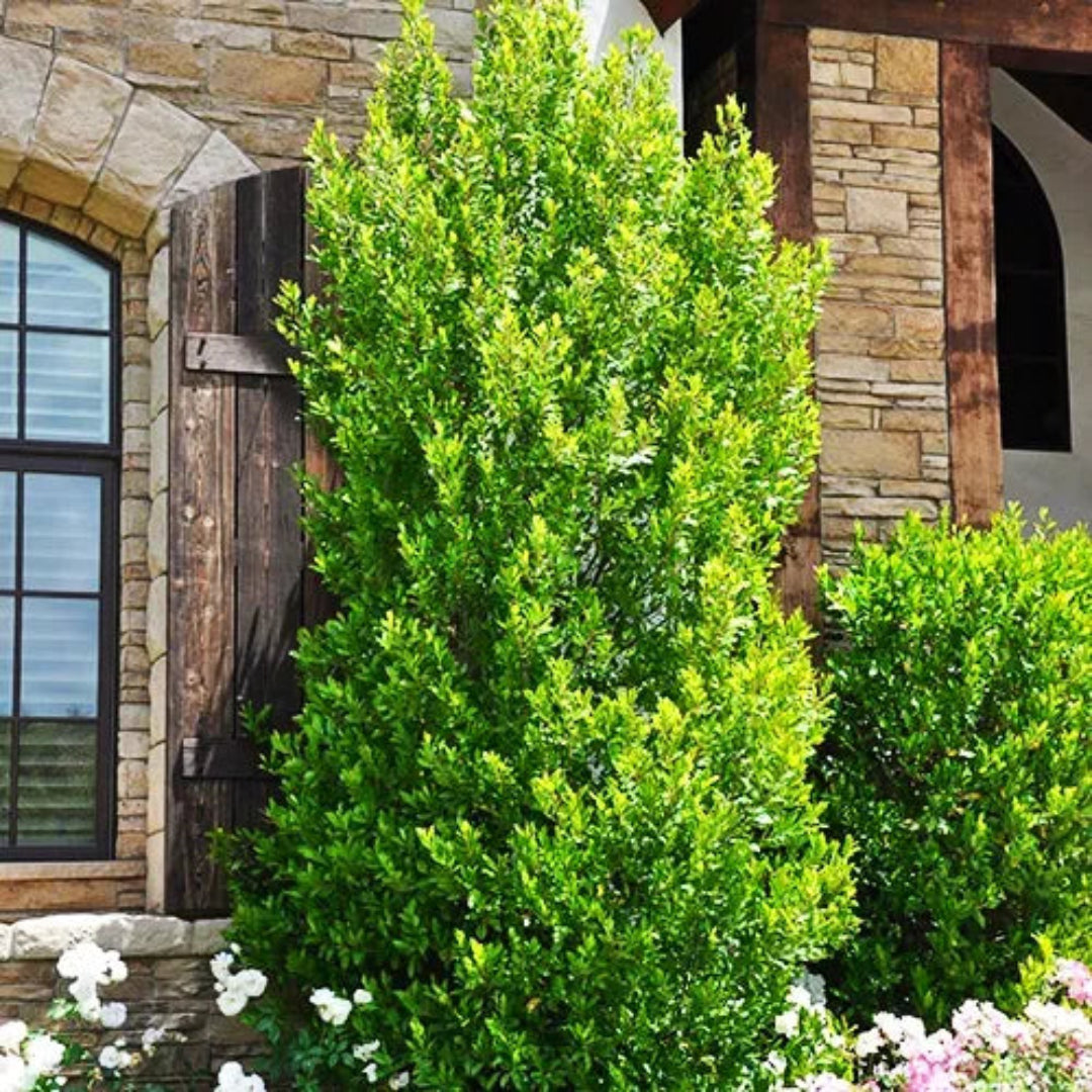 Cherry Laurel Compacta