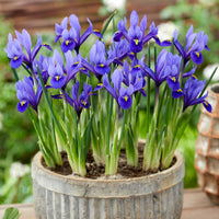 Iris reticulata ‘Harmony’ variety featuring blue-violet blooms and slender foliage