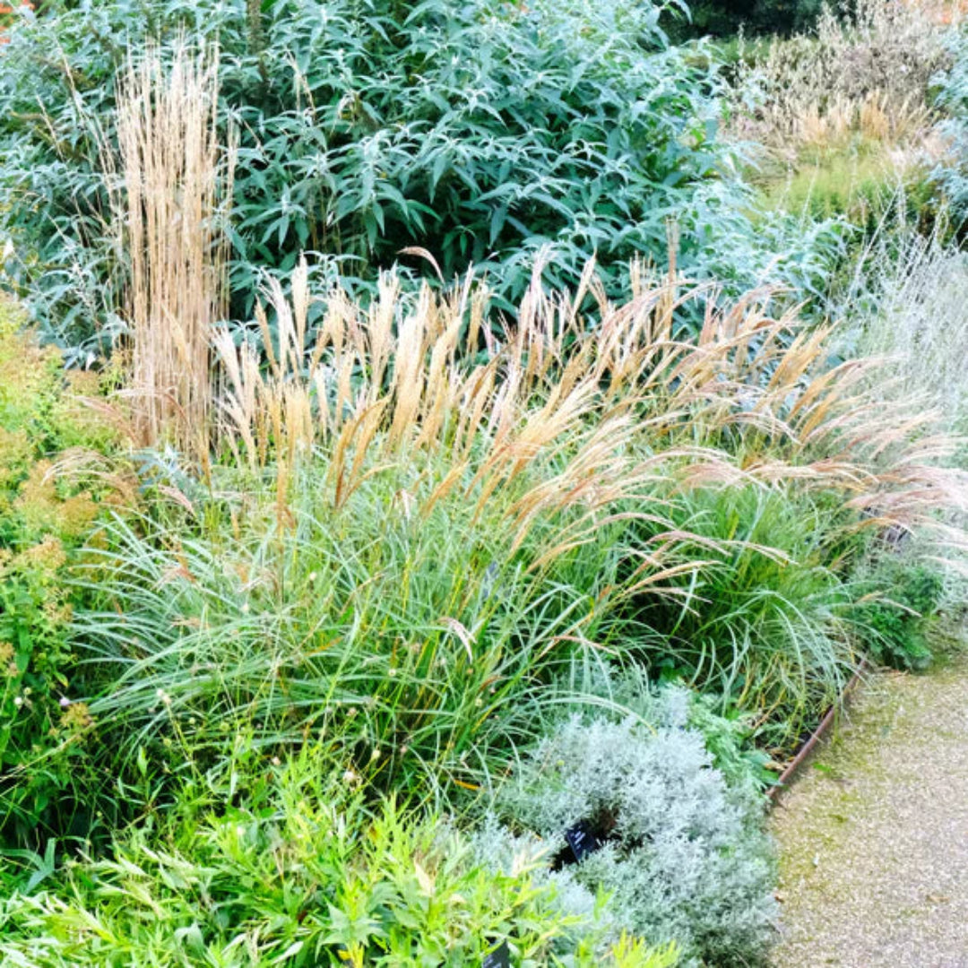 Dwarf Maiden Grass