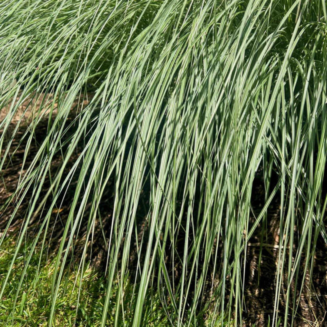 Dwarf Maiden Grass