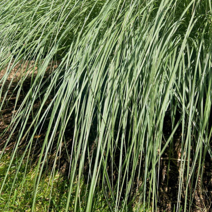 Dwarf Maiden Grass