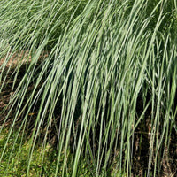 Dwarf Maiden Grass