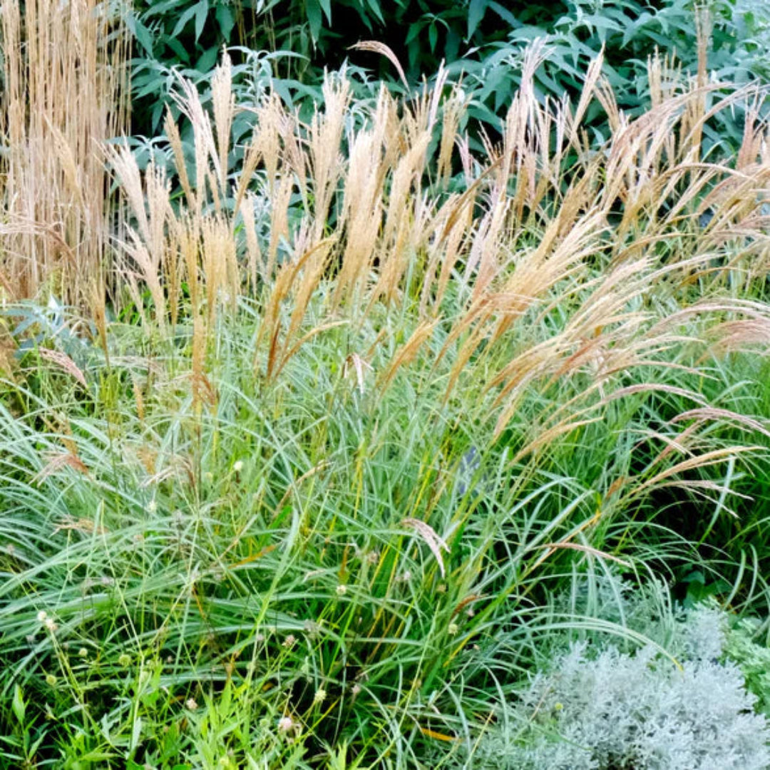Dwarf Maiden Grass