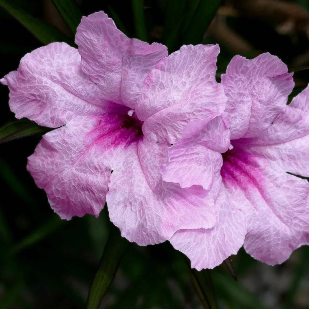 Dwarf Mexican Petunia – Compact Pink