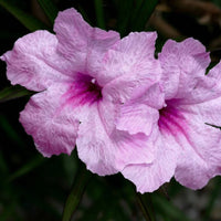 Ruellia brittoniana 'Compacta Pink' - [EG]