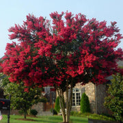 Full view of Dynamite Crape Myrtle in bloom