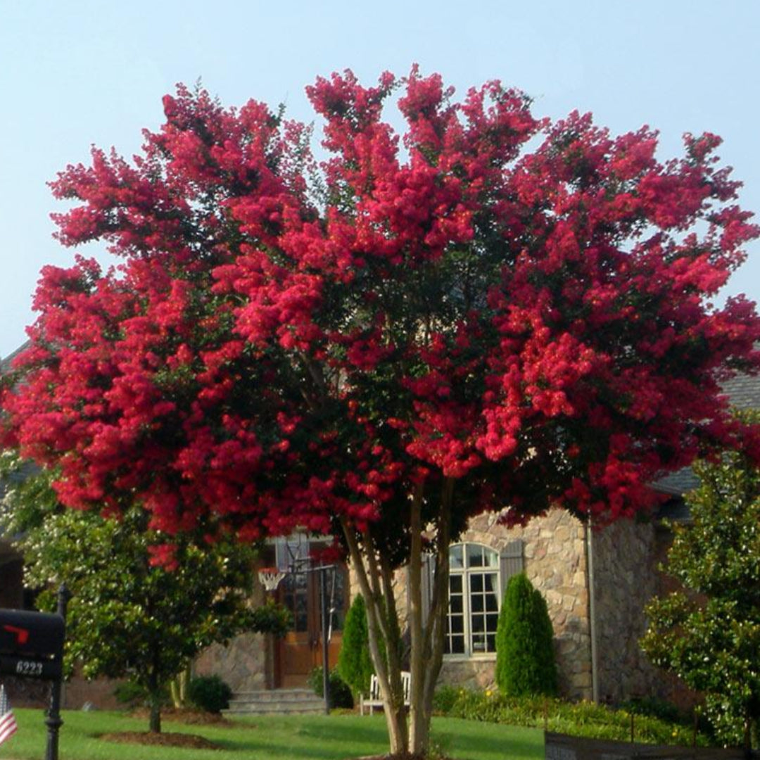 Full view of Dynamite Crape Myrtle in bloom