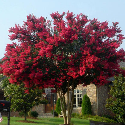 Full view of Dynamite Crape Myrtle in bloom