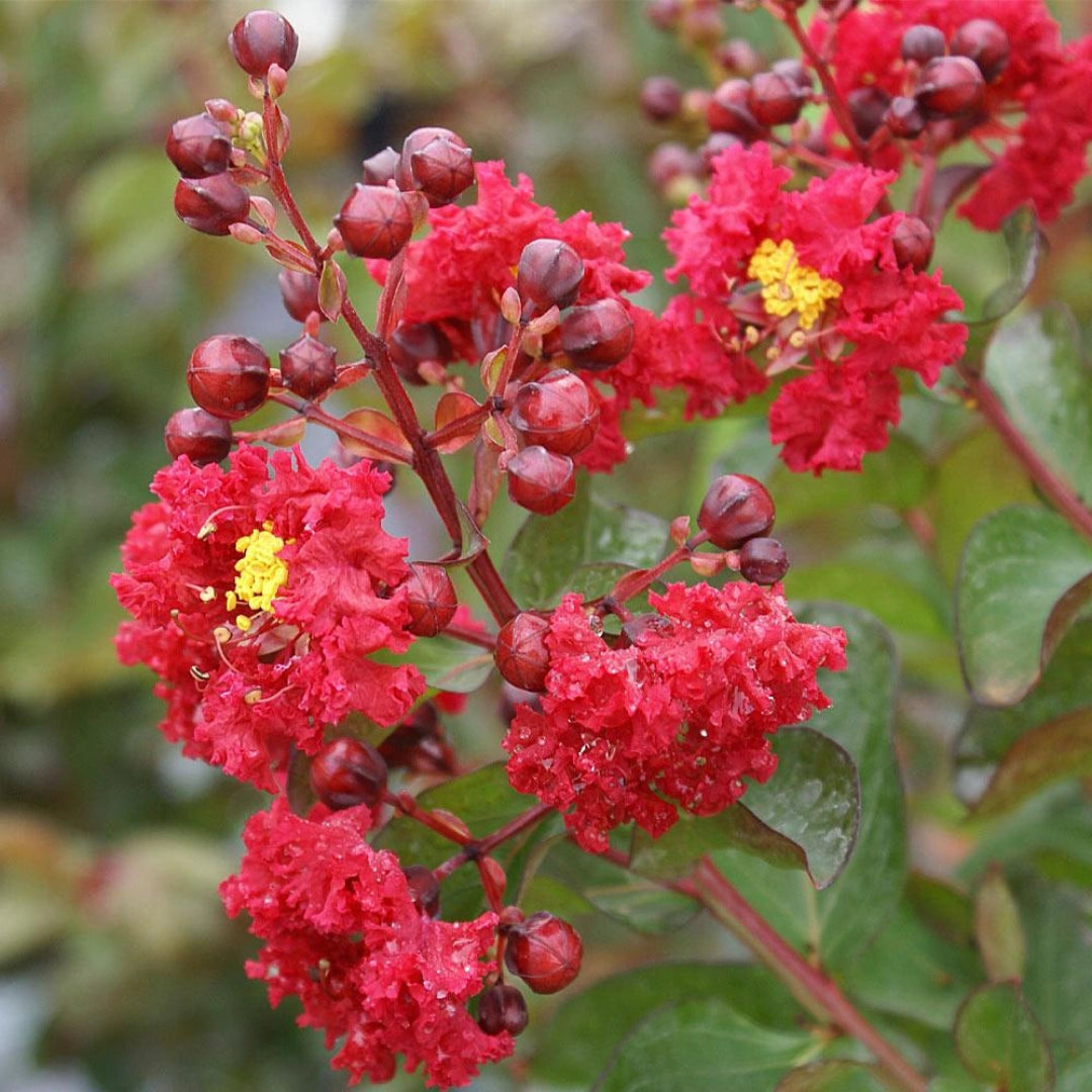 Red Bloom Crape Myrtle Tall Flowering Tree