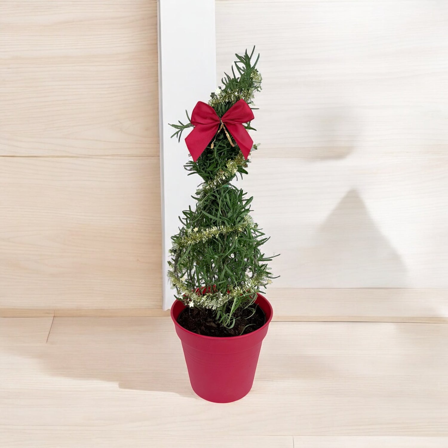 Athens Blue Rosemary