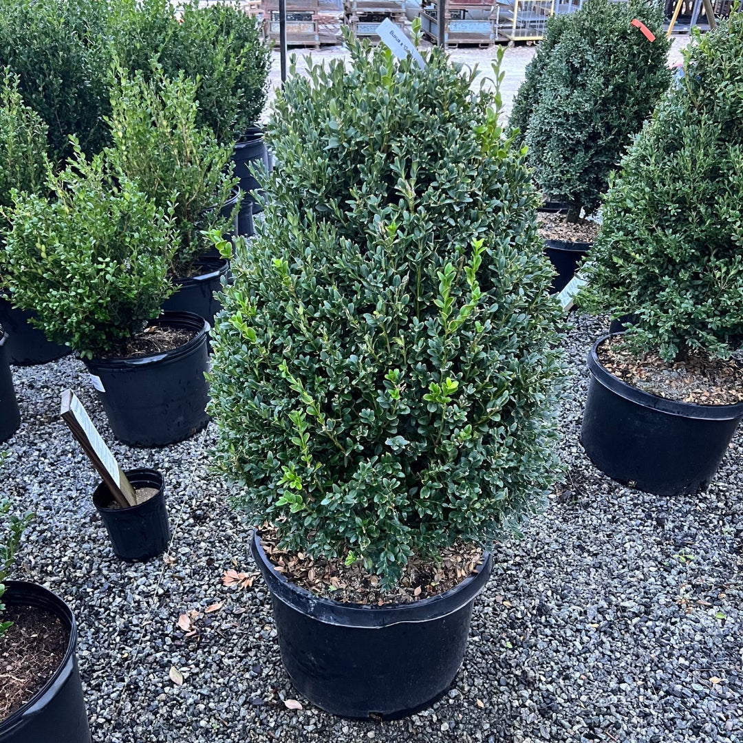 Green Mountain Boxwood