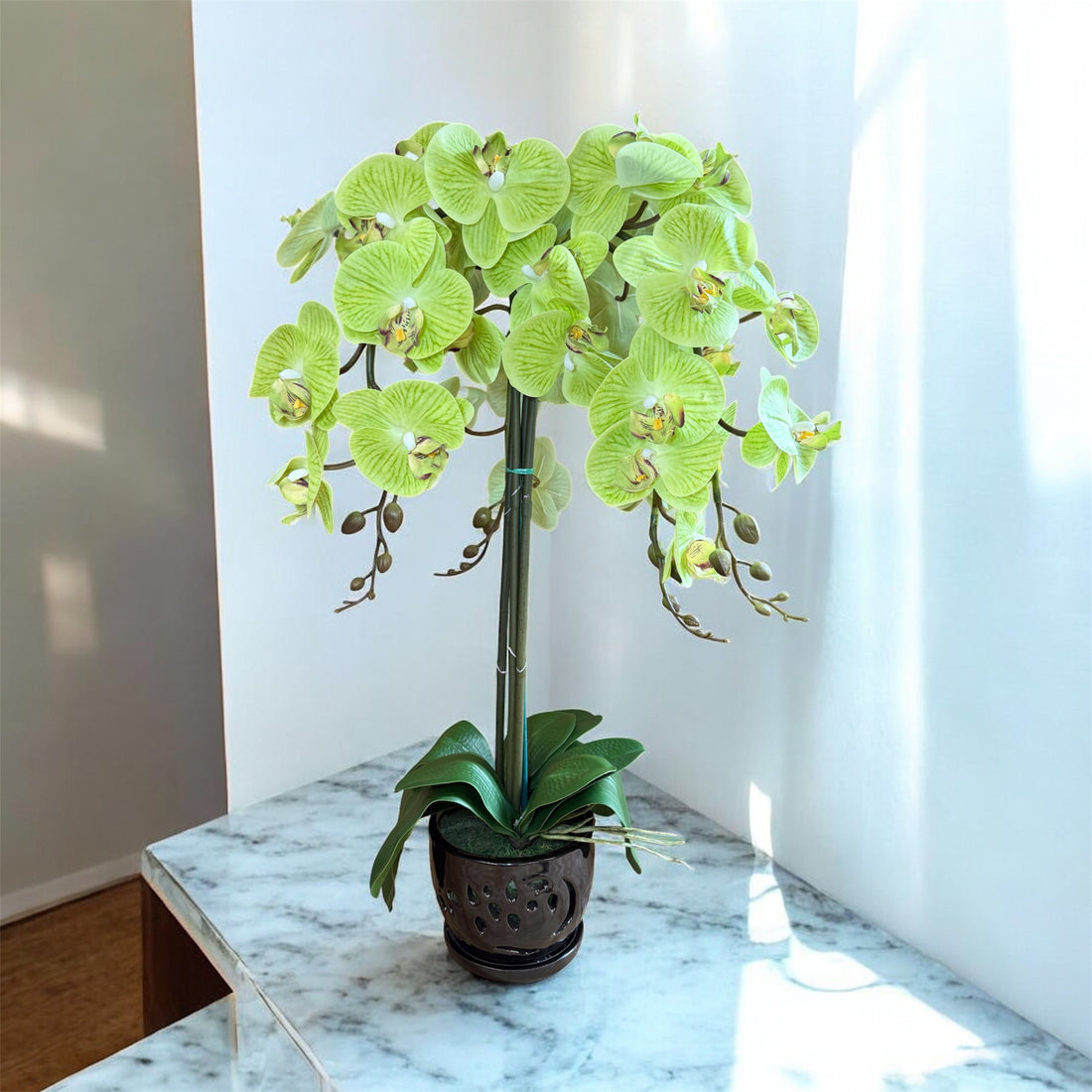 Elegant  Green Orchid in Black Ceramic Pot