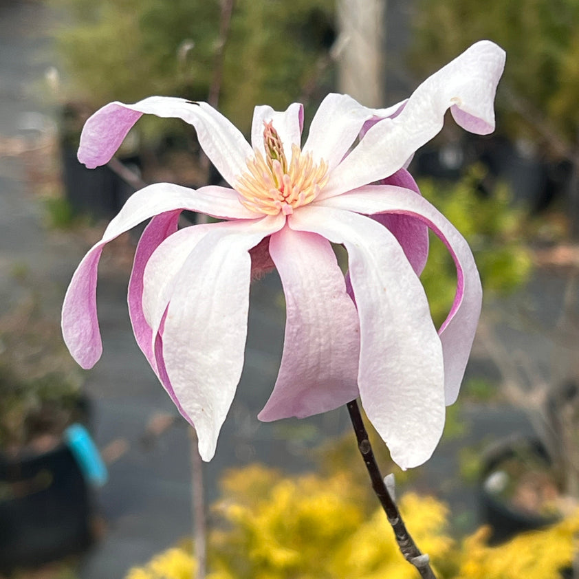 Buy Leonard Messel Magnolia Plants & Trees Online | Pixies Gardens