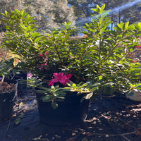 Autumn Sangria Encore Azalea flowering plant product image