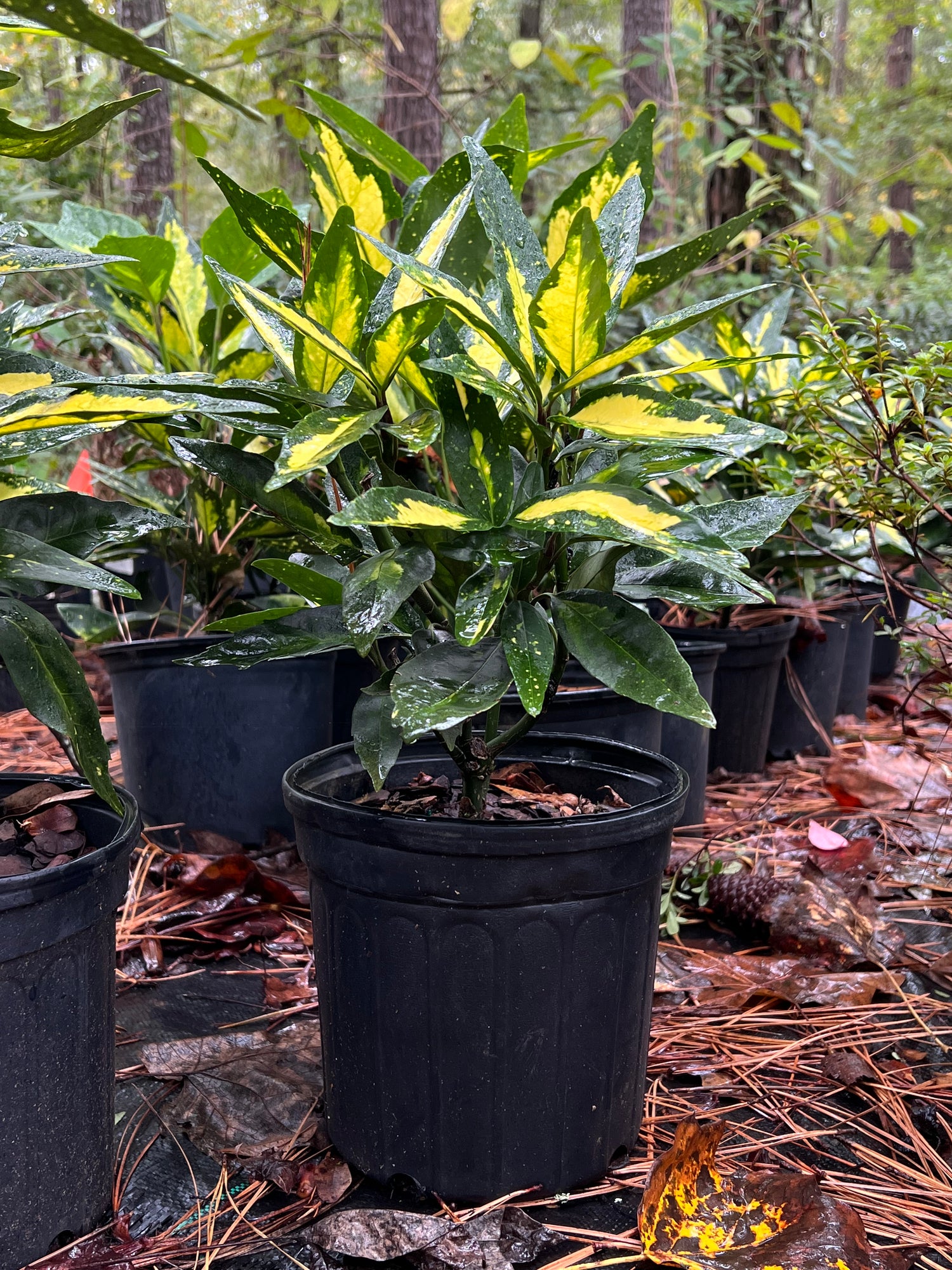 aucuba plant indoors Buy Acuba Picturata Plants & Trees Online