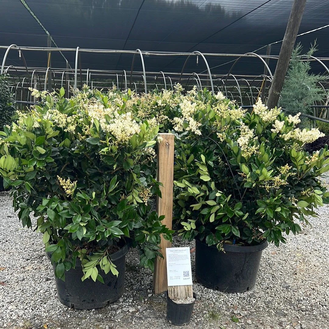 Wax Leaf Ligustrum