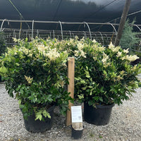 Wax Leaf Ligustrum